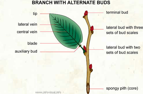 Branch with alternate buds